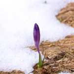 Crocus discolor - Šafran spišský IMG_5927