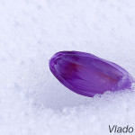 Crocus discolor - Šafran spišský IMG_5928