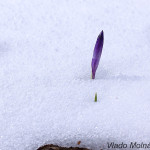 Crocus discolor - Šafran spišský IMG_5933