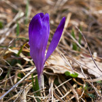 Crocus discolor - Šafran spišský IMG_6400