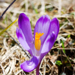 Crocus discolor - Šafran spišský IMG_6403