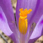 Crocus discolor - Šafran spišský IMG_6407