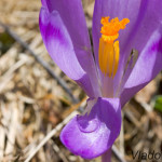 Crocus discolor - Šafran spišský IMG_6409