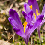 Crocus discolor - Šafran spišský IMG_6412