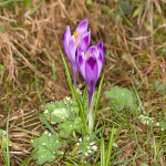 Crocus discolor - Šafran spišský IMG_8561