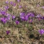 Crocus discolor - Šafran spišský IMG_8962