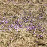 Crocus discolor - Šafran spišský IMG_8963