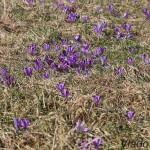 Crocus discolor - Šafran spišský IMG_901