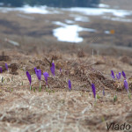 Crocus discolor - Šafran spišský IMG_9102