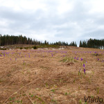 Crocus discolor - Šafran spišský IMG_9104