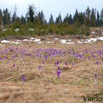 Crocus discolor - Šafran spišský IMG_9105