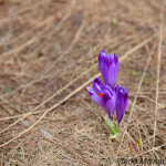 Crocus discolor - Šafran spišský IMG_9107