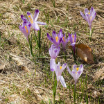 Crocus discolor - Šafran spišský IMG_9328