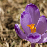 Crocus discolor - Šafran spišský IMG_9329