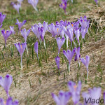 Crocus discolor - Šafran spišský IMG_9349