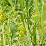 Cyanus triumfettii subsp. dominii - Nevädza Triumfettova úzkolistá IMG_4885