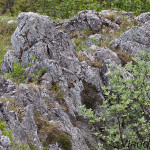 Daphne arbuscula - Lykovec muráňsky