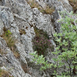 Daphne arbuscula - Lykovec muráňsky IMG_7259