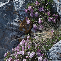 Daphne arbuscula - Lykovec muráňsky IMG_7389m