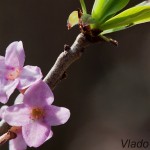 Daphne mezereum - Lykovec jedovatý 223734