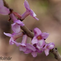 Daphne mezereum - Lykovec jedovatý 224024