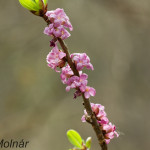 Daphne mezereum - Lykovec jedovatý IMG_0553