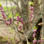 Daphne mezereum - Lykovec jedovatý IMG_0556