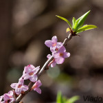 Daphne mezereum - Lykovec jedovatý IMG_0834