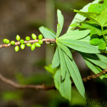 Daphne mezereum - Lykovec jedovatý IMG_1134
