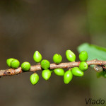 Daphne mezereum - Lykovec jedovatý IMG_1136