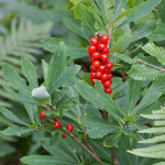 Daphne mezereum - Lykovec jedovatý IMG_2159