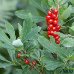 Daphne mezereum - Lykovec jedovatý IMG_2160