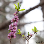 Daphne mezereum - Lykovec jedovatý IMG_2204