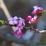 Daphne mezereum - Lykovec jedovatý IMG_3743