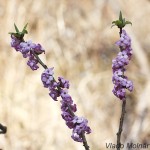 Daphne mezereum - Lykovec jedovatý IMG_3745