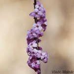 Daphne mezereum - Lykovec jedovatý IMG_3748