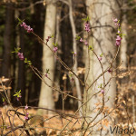 Daphne mezereum - Lykovec jedovatý IMG_4823