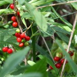 Daphne mezereum - Lykovec jedovatý IMG_6109