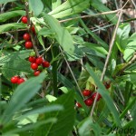 Daphne mezereum - Lykovec jedovatý IMG_6110