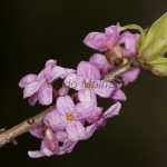 Daphne mezereum - Lykovec jedovatý IMG_6907