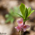 Daphne mezereum - Lykovec jedovatý IMG_8094