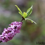 Daphne mezereum - Lykovec jedovatýIMG_6379