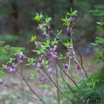 Daphne mezereum - Lykovec jedovatýIMG_9947