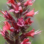 Echium russicum - Hadinec červený 133804