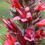 Echium russicum - Hadinec červený 133804m