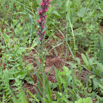 Echium russicum - Hadinec červený IMG_3920