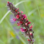 Echium russicum - Hadinec červený IMG_4614