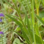 Echium russicum - Hadinec červený IMG_4616