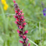 Echium russicum - Hadinec červený IMG_4869