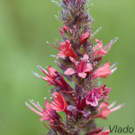 Echium russicum - Hadinec červený IMG_4871